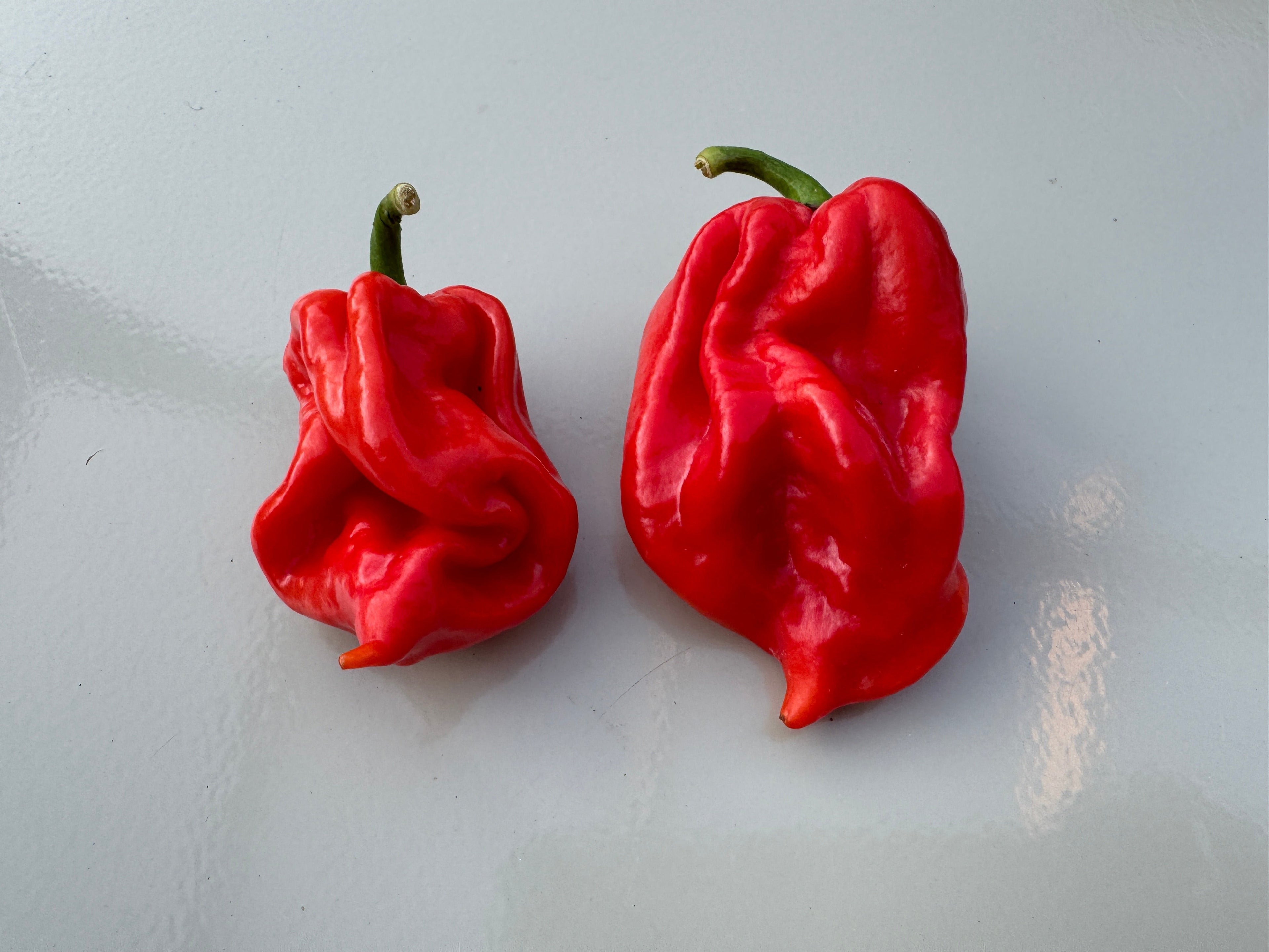 Two vibrant red Scotch Bonnet MOA chillies from Jamaica, showcasing their distinct shape and intense colour on a white surface.