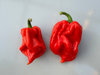 Two vibrant red Scotch Bonnet MOA chillies from Jamaica showcasing their distinctive shape and colour.