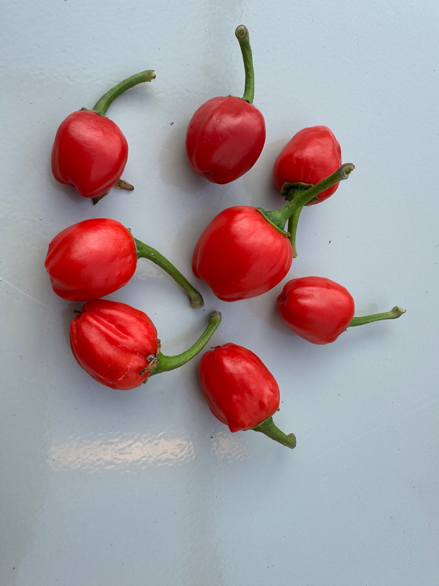 Fresh red Dalle Khursani chillies from Nepal on a light background, showcasing their cherry-like appearance and vibrant colour.