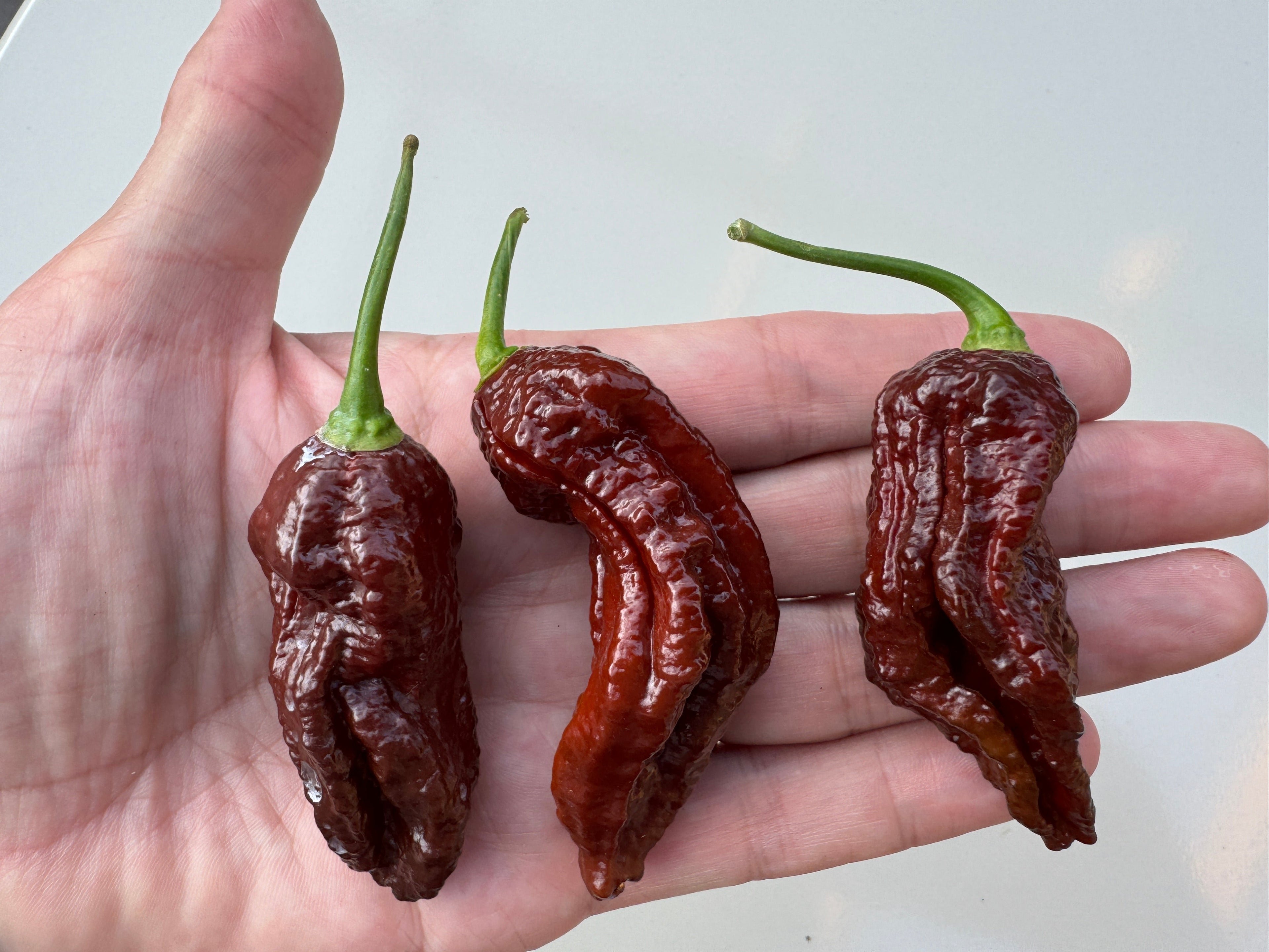 Hand holding three Naga Black Chilli peppers, highlighting their dark, wrinkled texture and vibrant green stems.