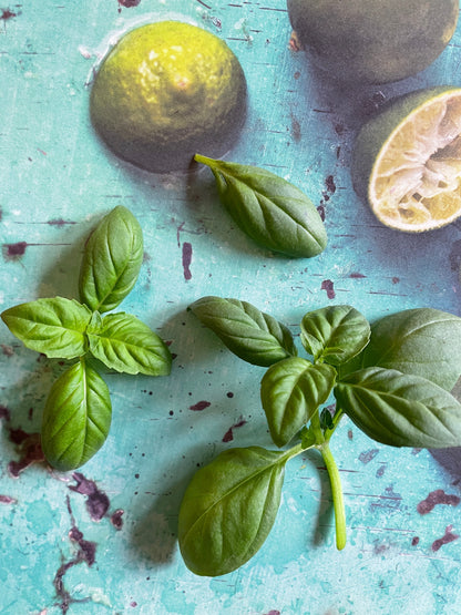 Freshly harvested Large Leaf Thai Basil on a colorful background, perfect for Thai cooking and aromatic dishes.