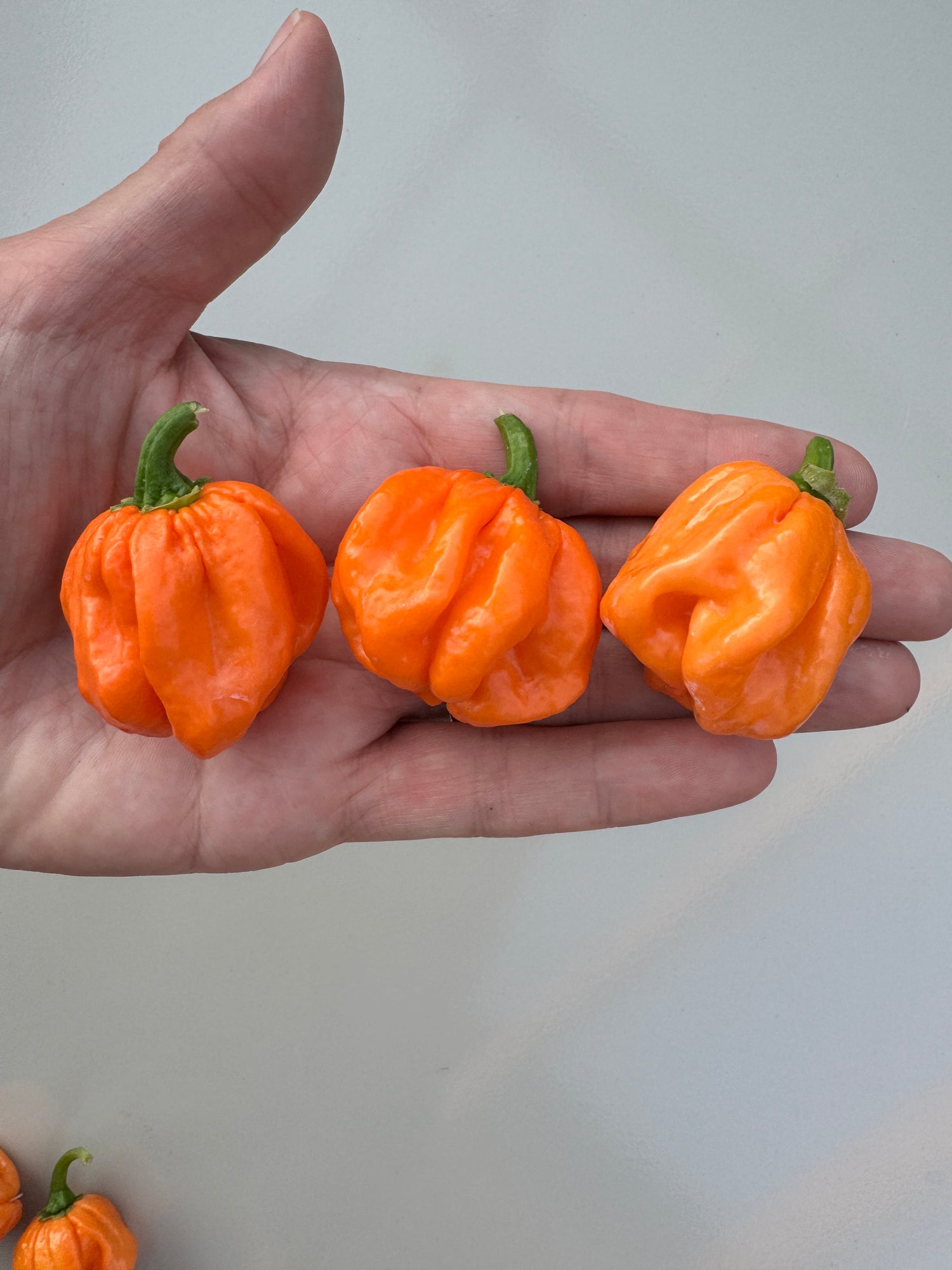 Hand holding three vibrant orange Scotch Bonnet Freeport chillies against a light background.