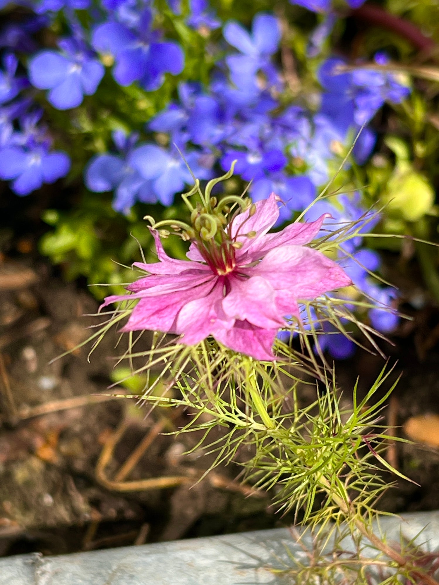 Close-up of Nigella damascena &