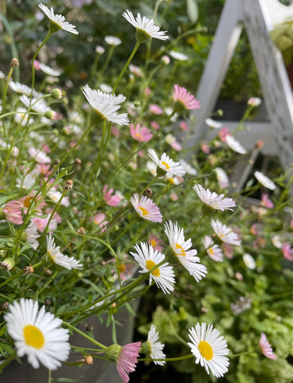 Erigeron Karvinskianus Profusion