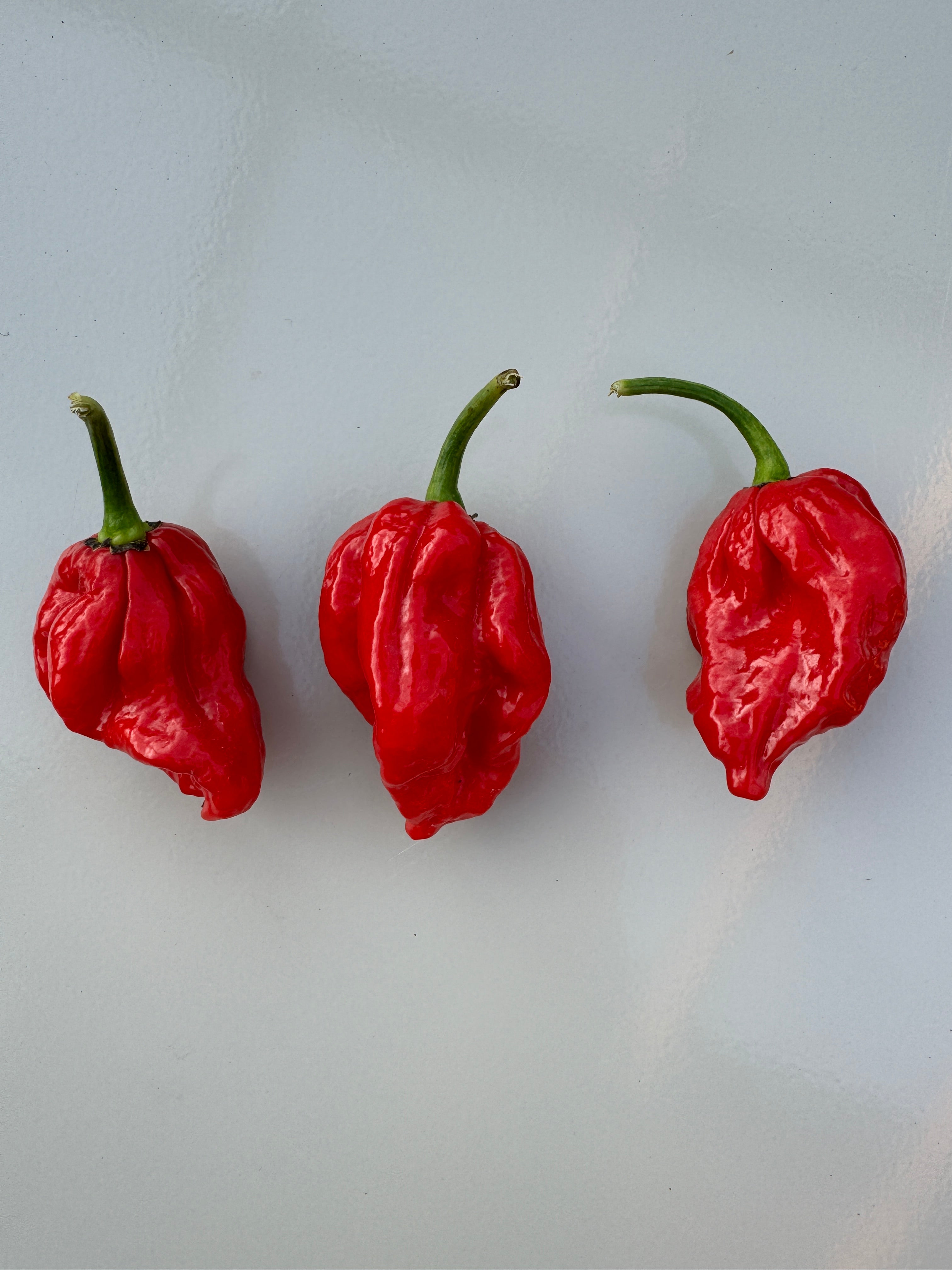 Three red Trinidad Scorpion &