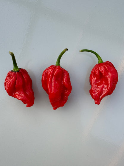 Three red Trinidad Scorpion &