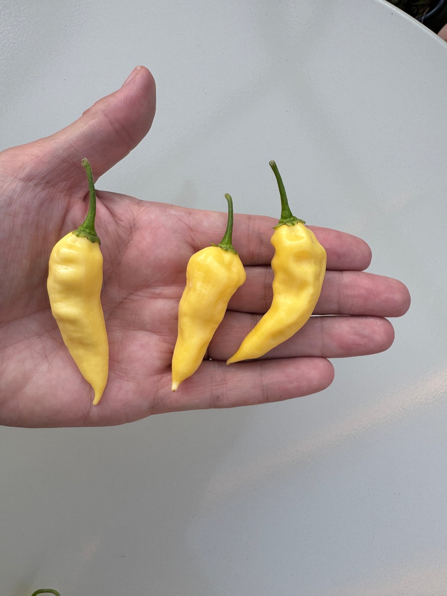 Hand holding three Bhut Jolokia White Heat Chilli peppers, known for extreme heat and originating from Trinidad and Tobago.