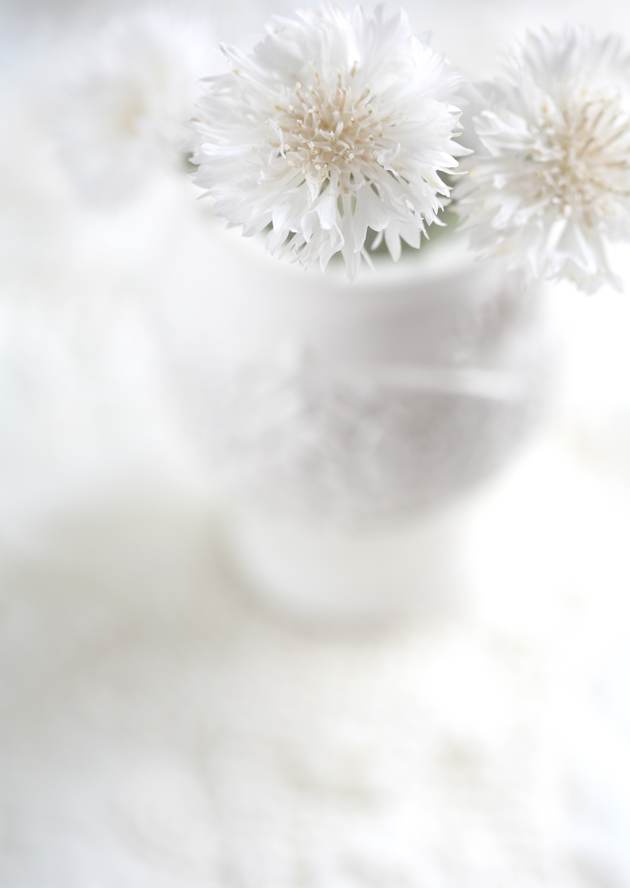 Beautiful white cornflower snowman flowers in a delicate vase, showcasing their elegant blooms.