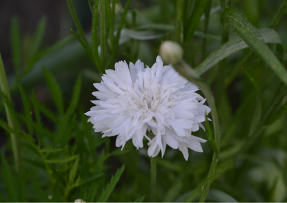 Beautiful white cornflower snowman blooming among green foliage in a garden.