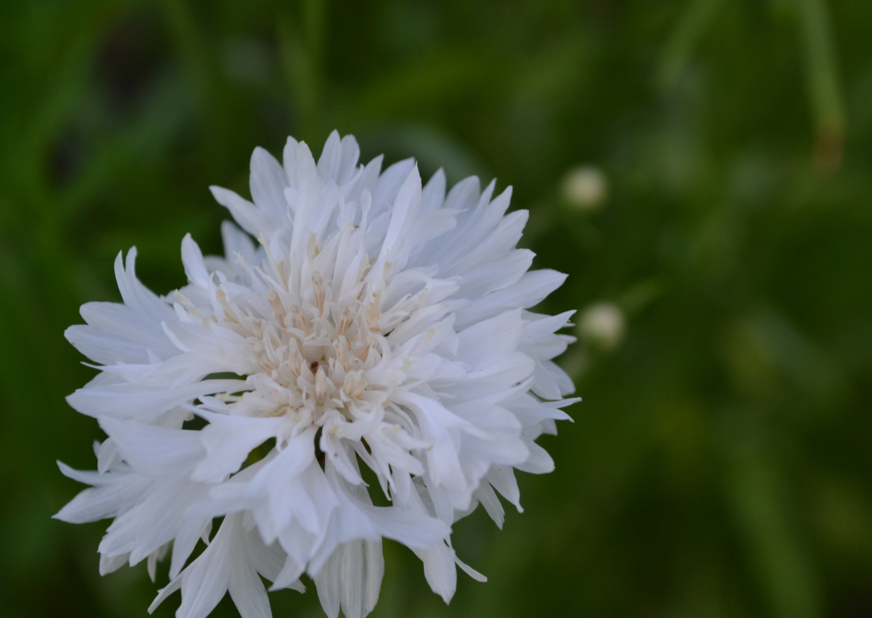 Beautiful white Cornflower Snowman blooming in a garden, representing native flora and easy cultivation.