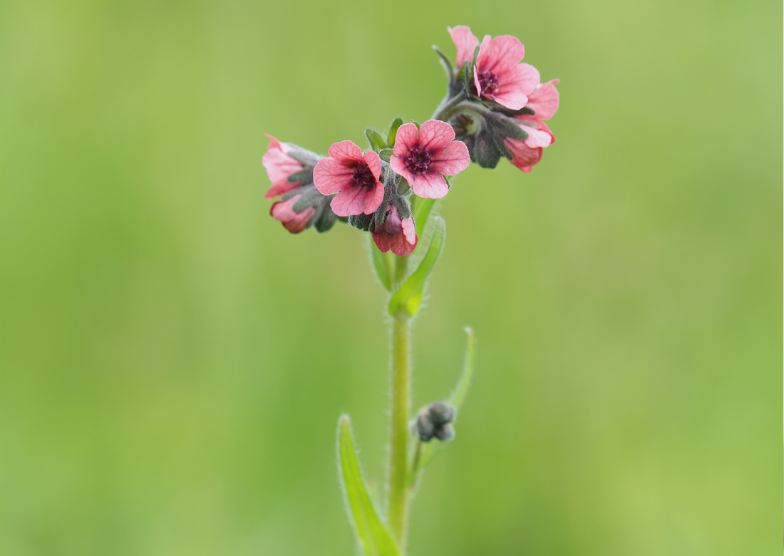 Cynoglossum Mystery Rose flowers with dusky pink petals, ideal for borders and containers, attracting bees and butterflies.