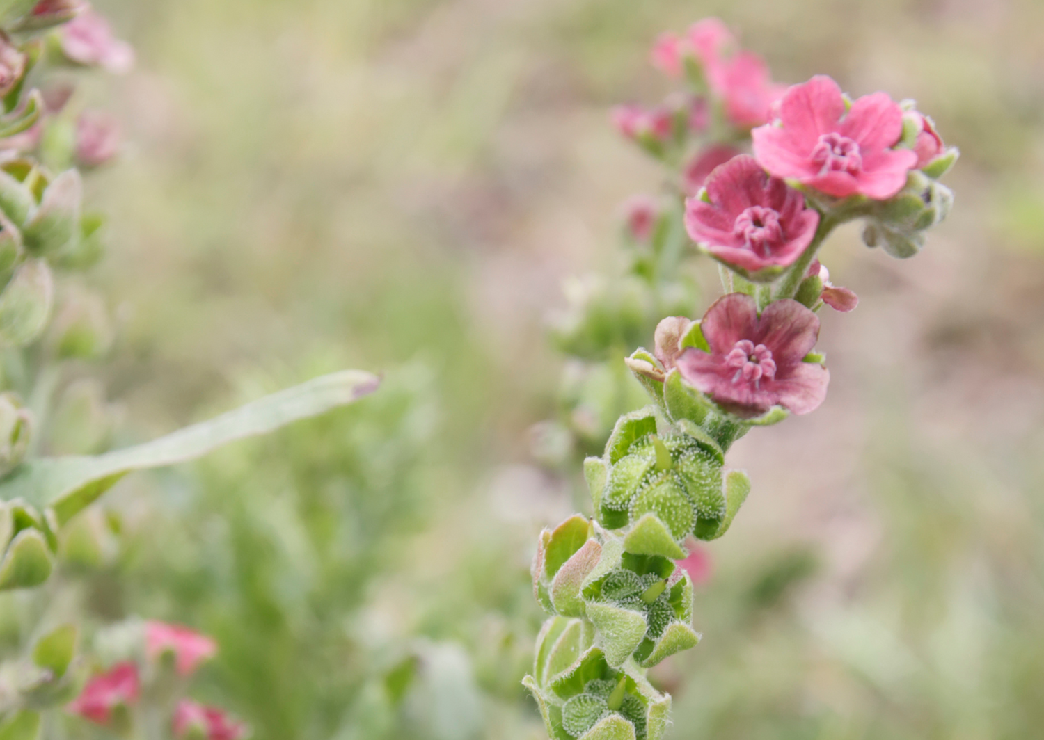 Dusky pink flowers of Cynoglossum Mystery Rose, perfect for borders and attracting bees and butterflies.