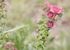 Dusky pink flowers of Cynoglossum Mystery Rose, perfect for borders and attracting bees and butterflies.