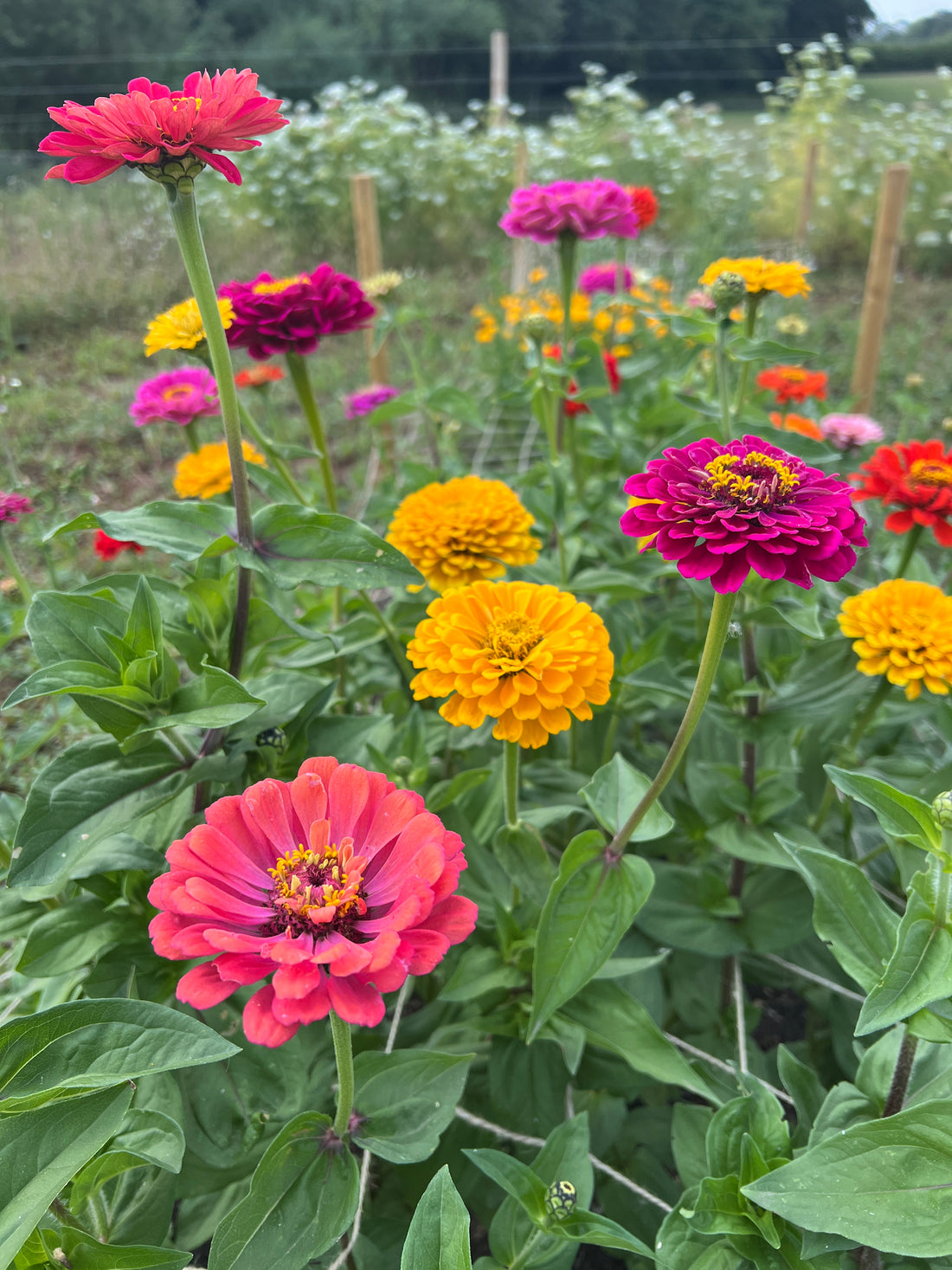 Zinnia Giants of California