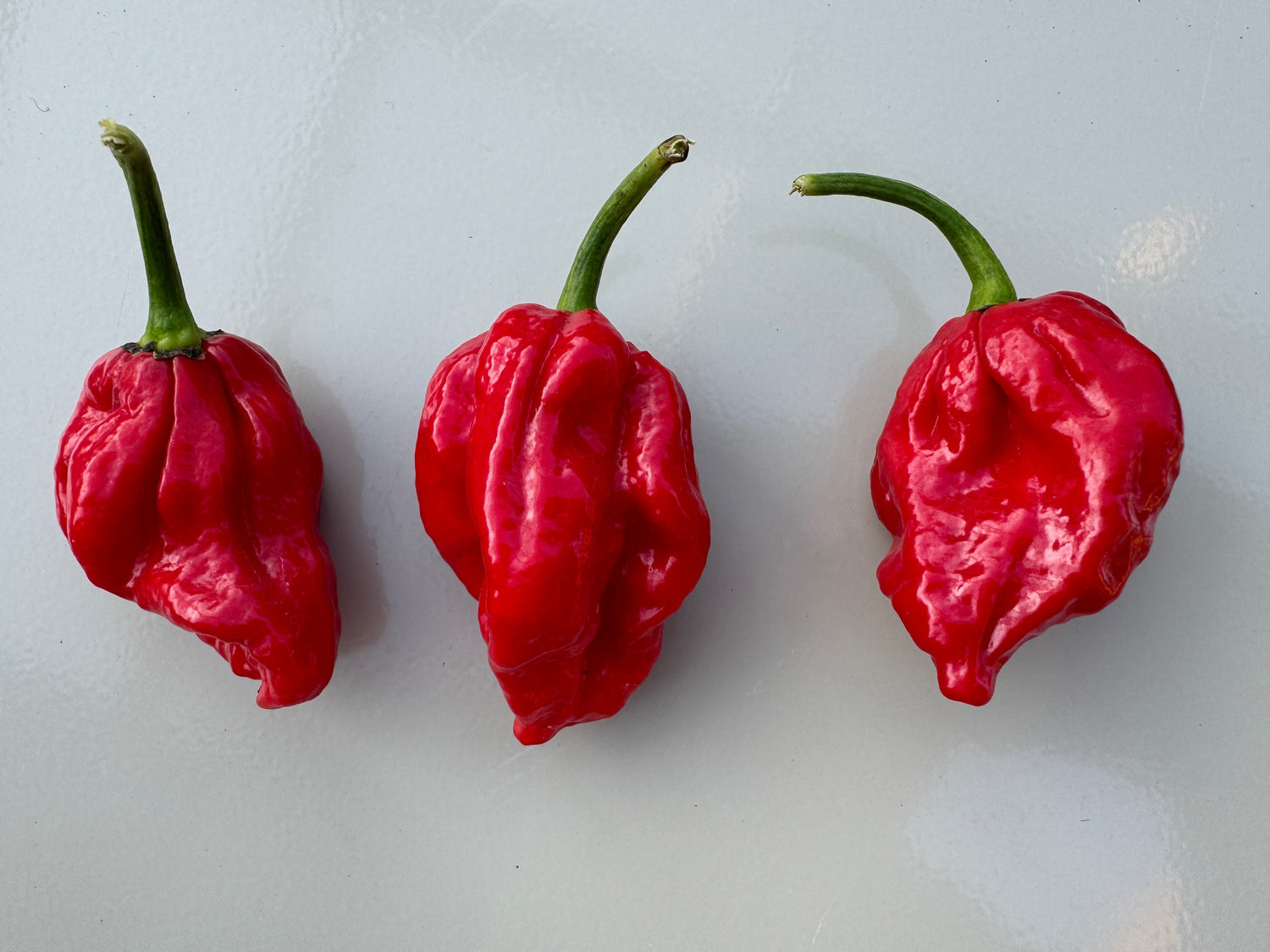 Three red Trinidad Scorpion &