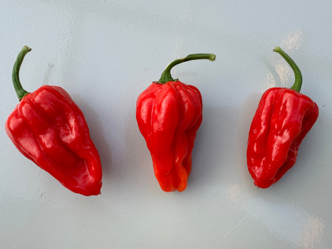 Three Brazilian Ghost Chilli peppers on a light background, showcasing their vibrant red colour and unique shape.