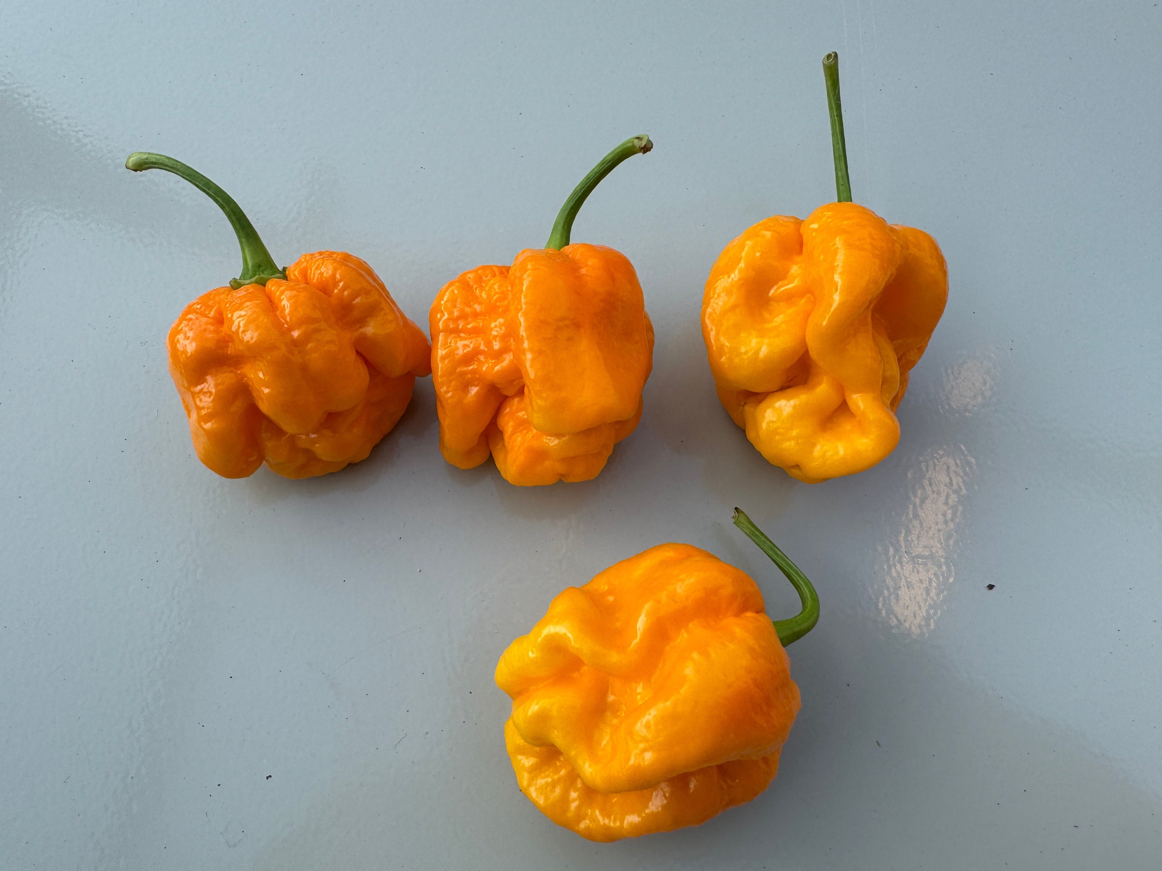 Four light orange Bahamian Goat peppers from the Caribbean Bahamas Islands on a blue surface.