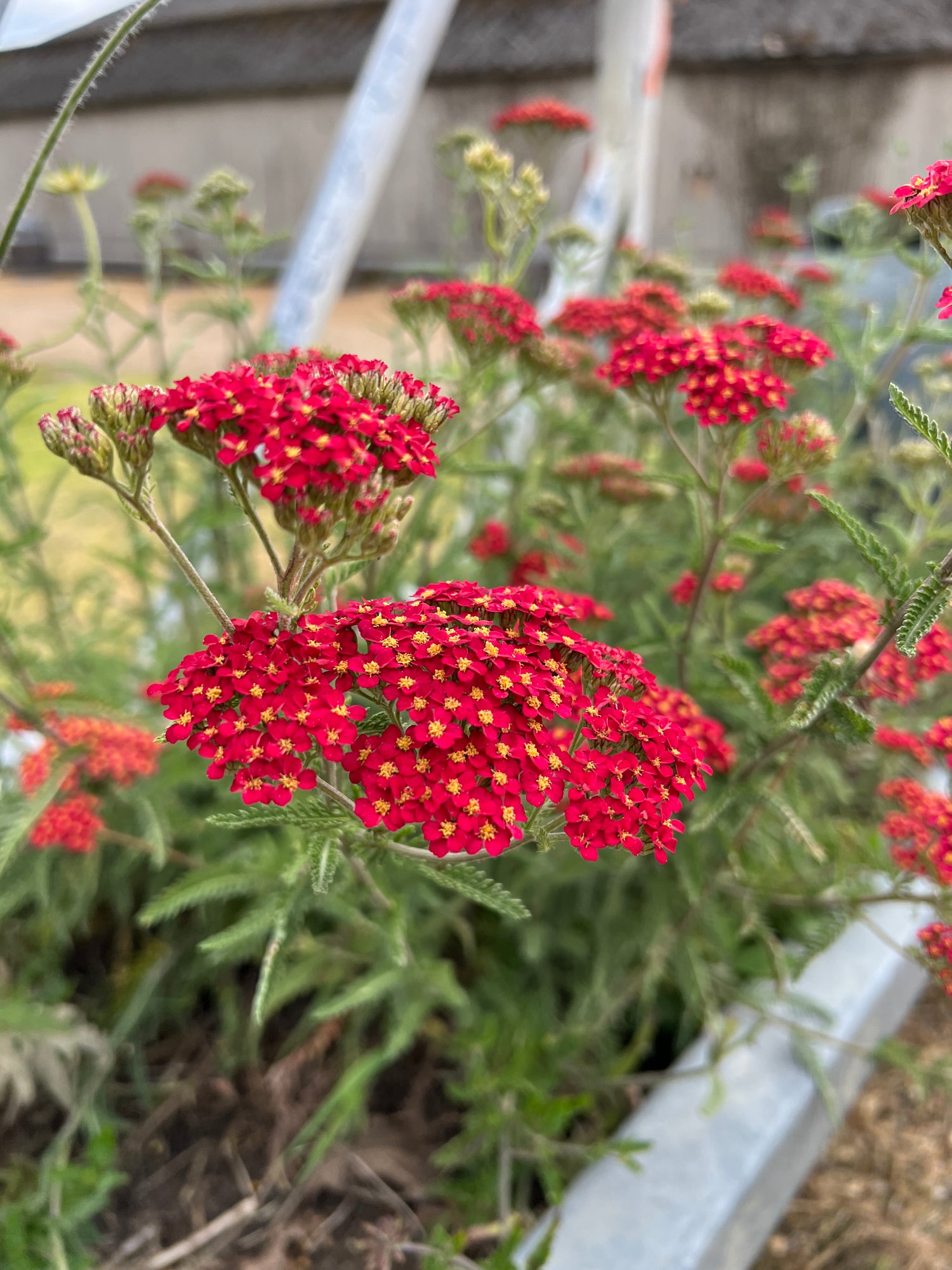 Achillea Millefolium Rubra Red