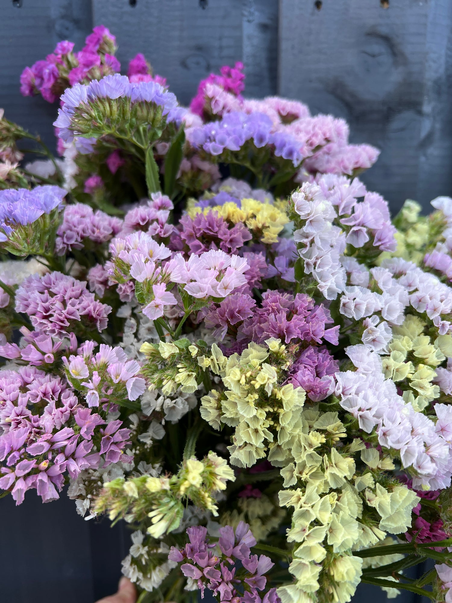 Colorful mixed bunch of dried Statice flowers with purple, pink, white, and yellow blooms, sustainably grown in Norfolk.