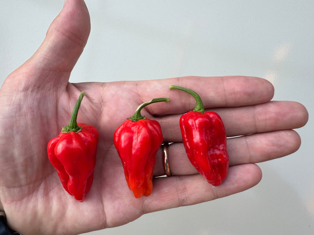 Hand holding three bright red Brazilian Ghost Chilli peppers with vibrant green stems.