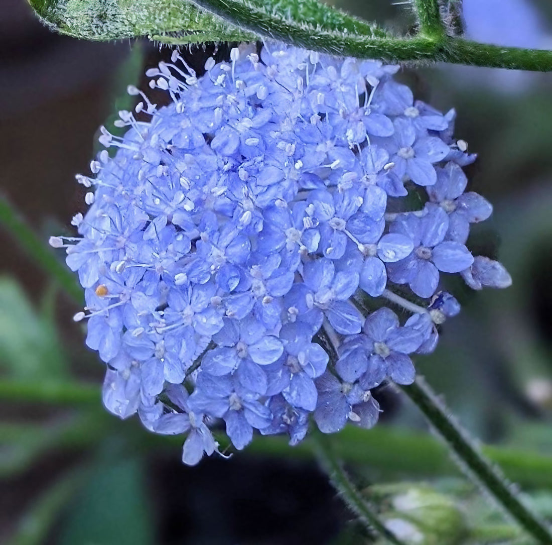 Didiscus Blue Lace