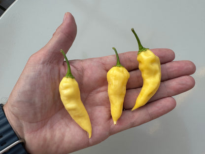 Three Bhut Jolokia White Heat chillies held in a hand, showcasing their bright colour and distinct shape.