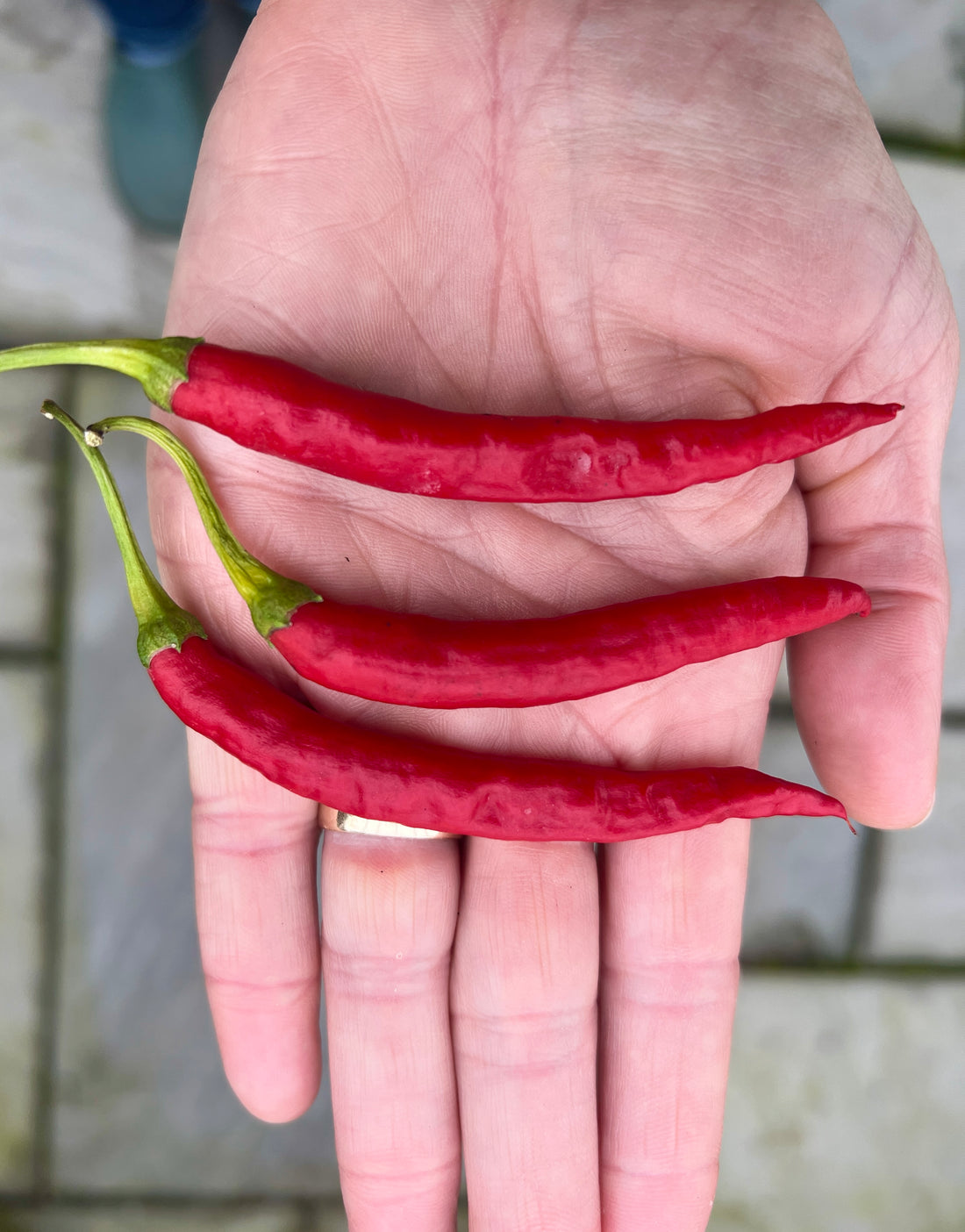 Hand holding three vibrant red cayenne chilli peppers, showcasing their long, thin shape and bright colour.