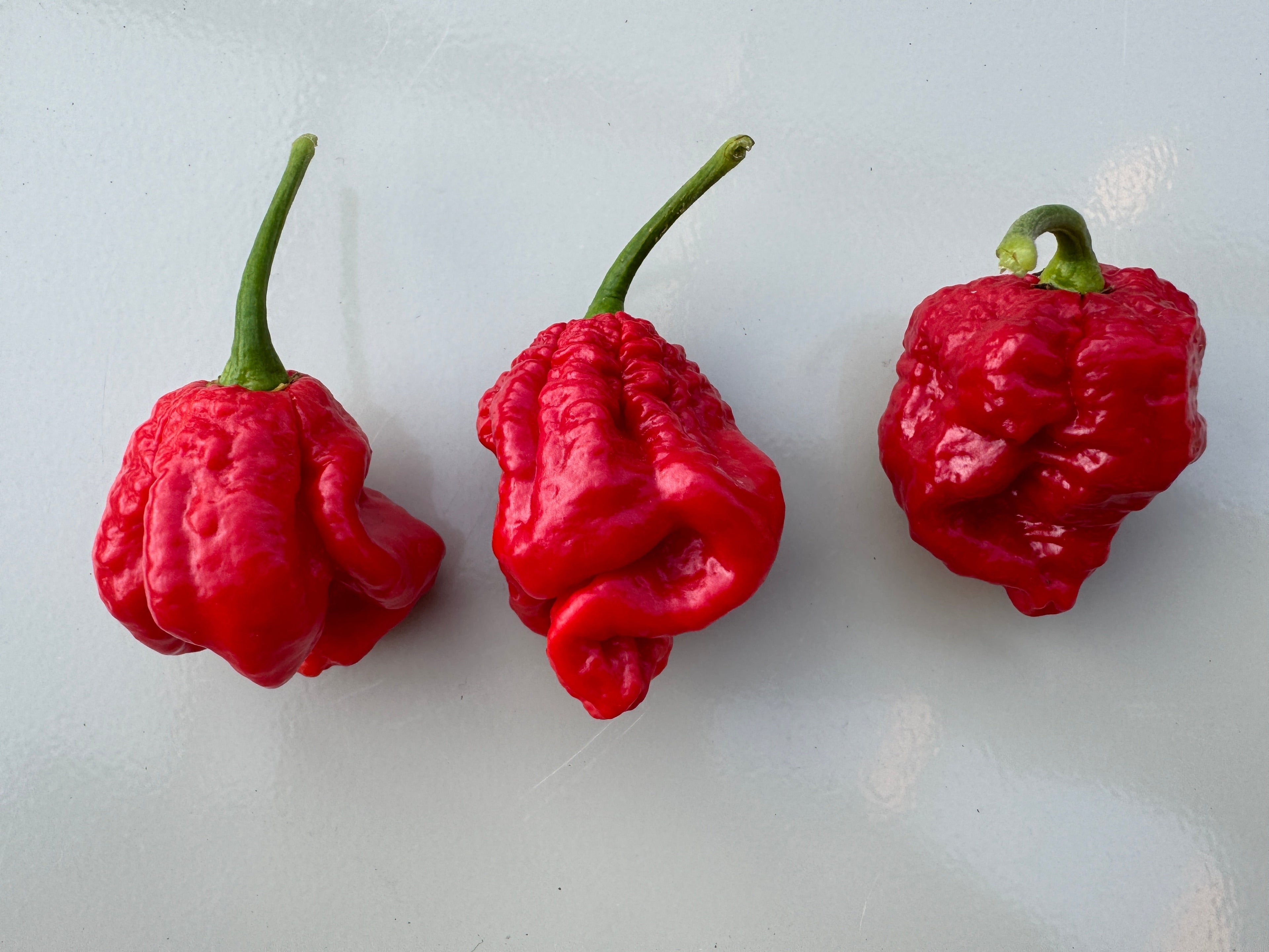 Three vibrant red Armageddon chillies showcasing their unique shape and texture against a light background.