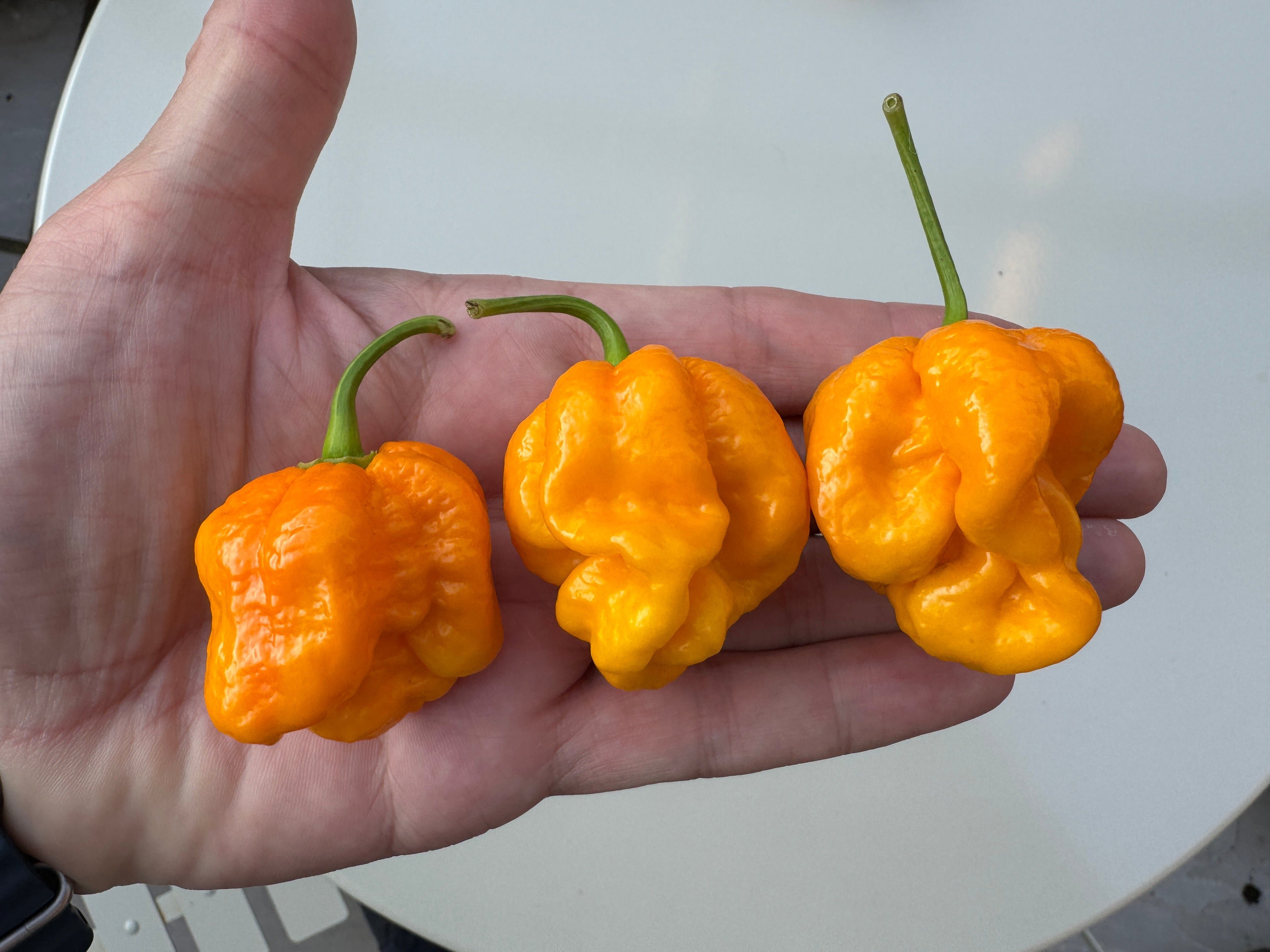 Hand holding three vibrant light orange Bahamian Goat peppers from the Caribbean, known for their fruity flavour and intense heat.