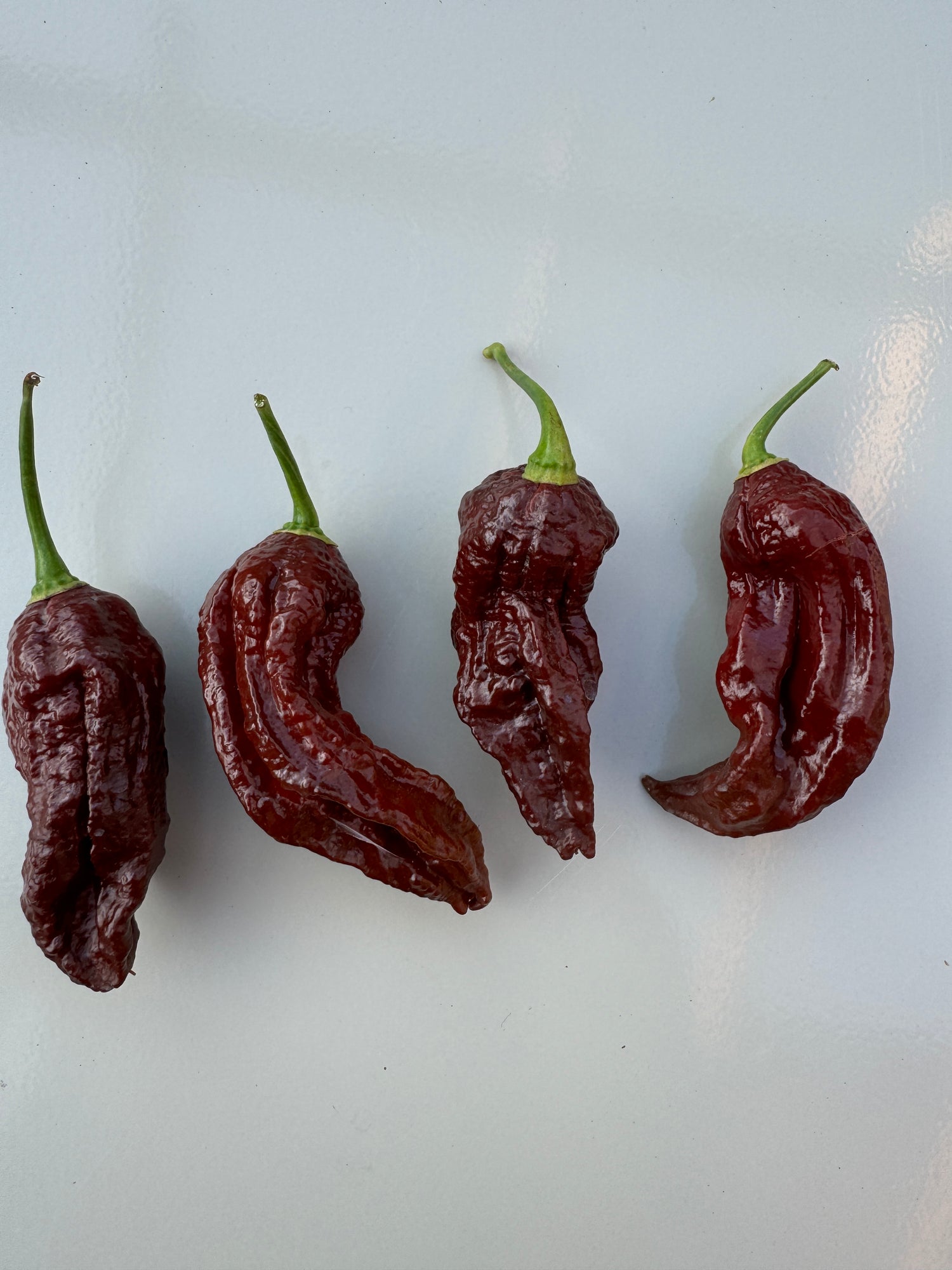 Four Naga Black Chilli peppers with stems, known for their rich colour and heat level, on a white background.