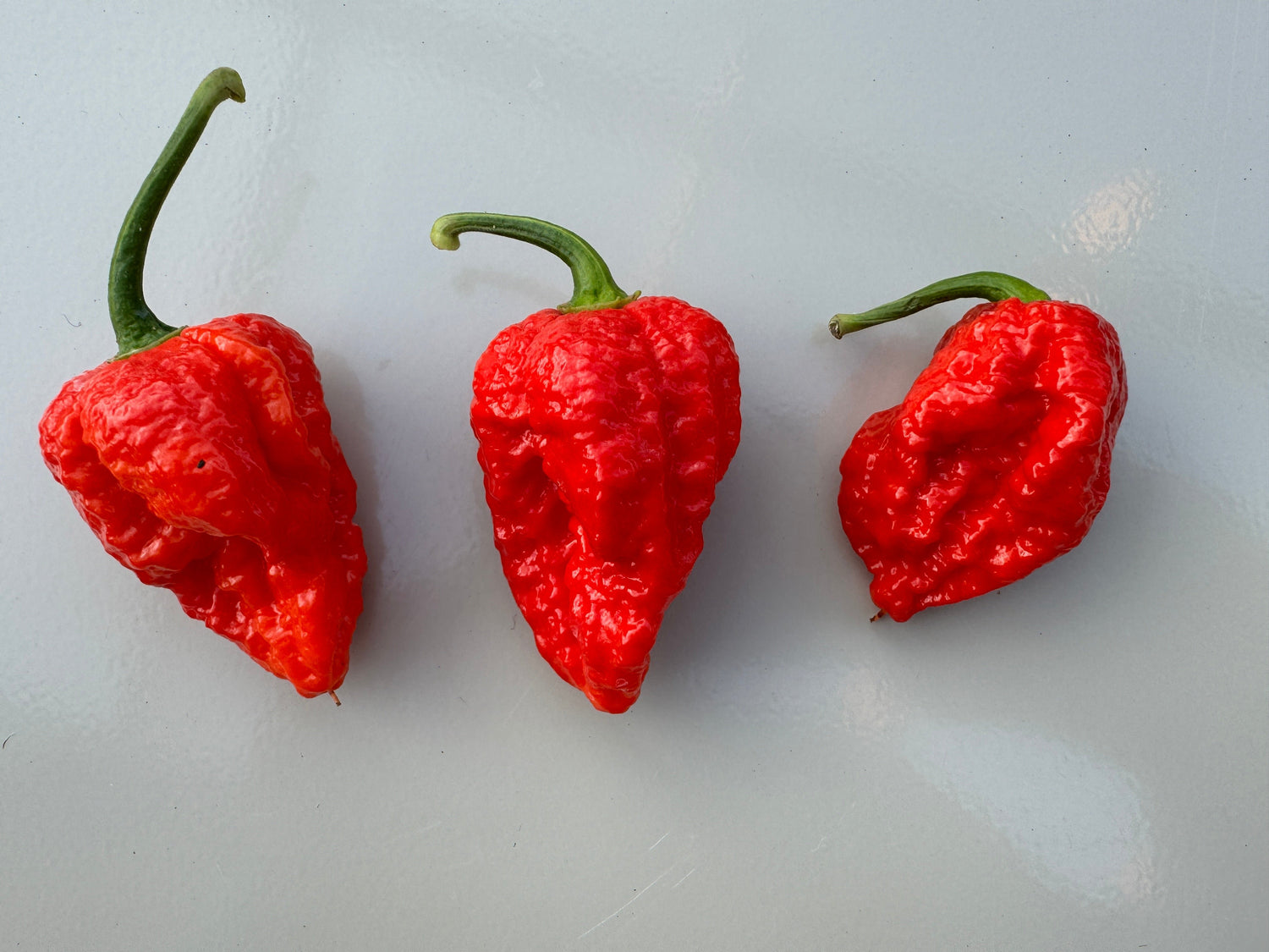 Three bright red Bhutlah Red Chilli peppers with bumpy skin on a light gray background.