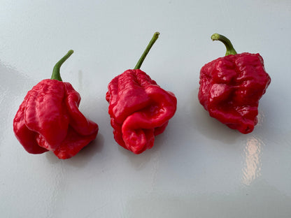 Three red Armageddon chillies on a white surface, showcasing their unique shape and vibrant colour, known for their high Scoville rating.