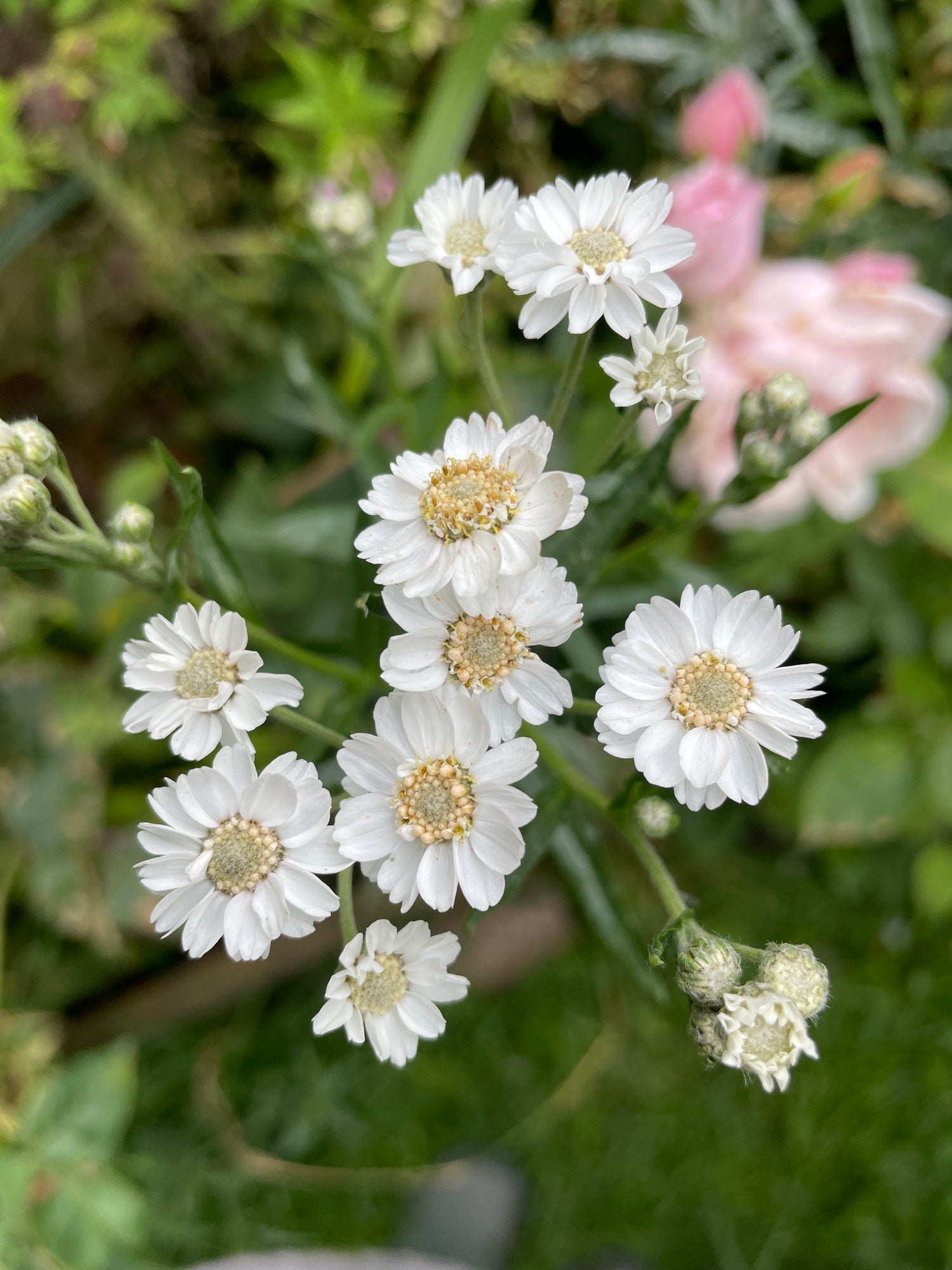 Achillea ptarmica Ballerina