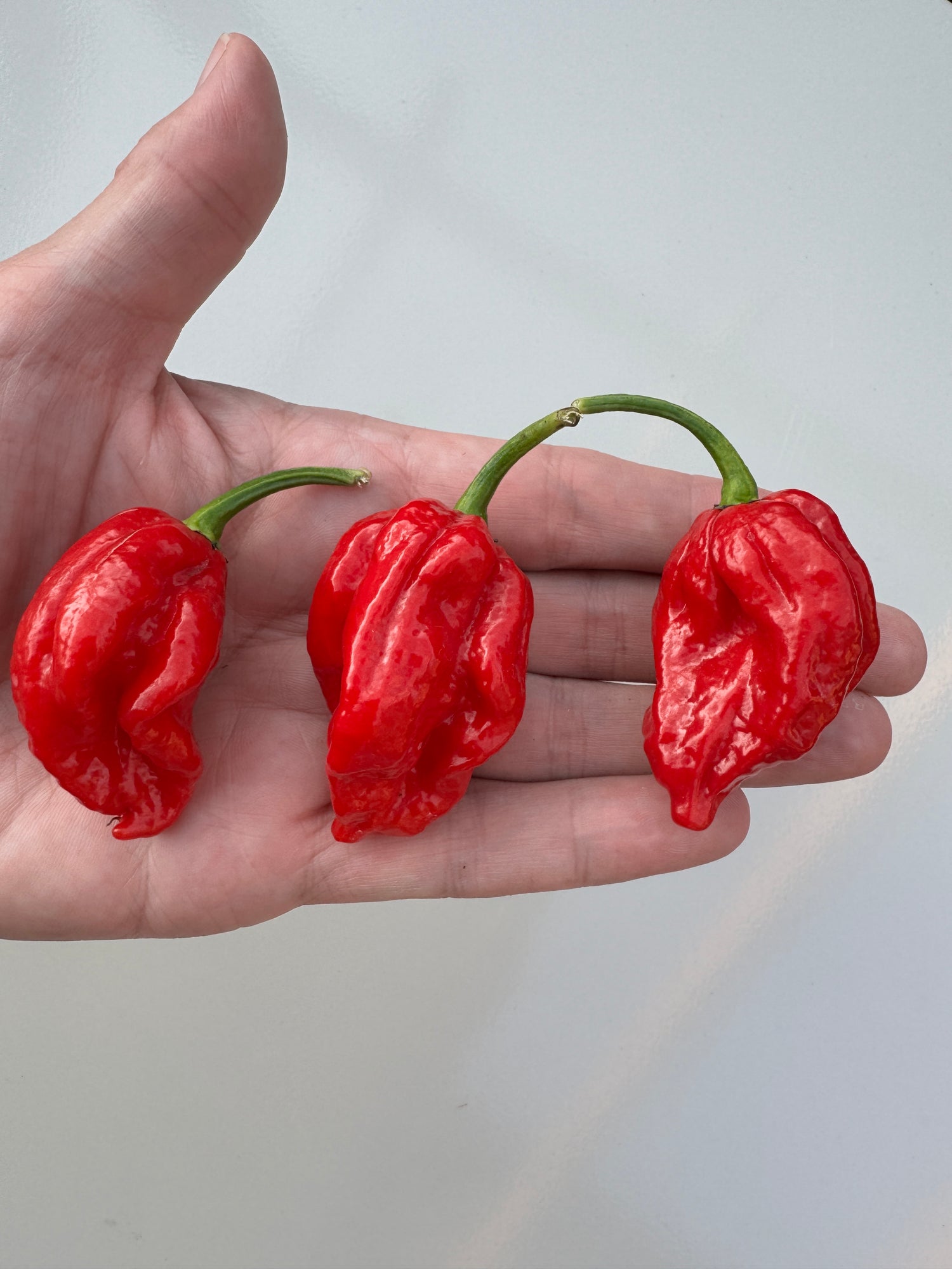 Hand holding three red Trinidad Scorpion &