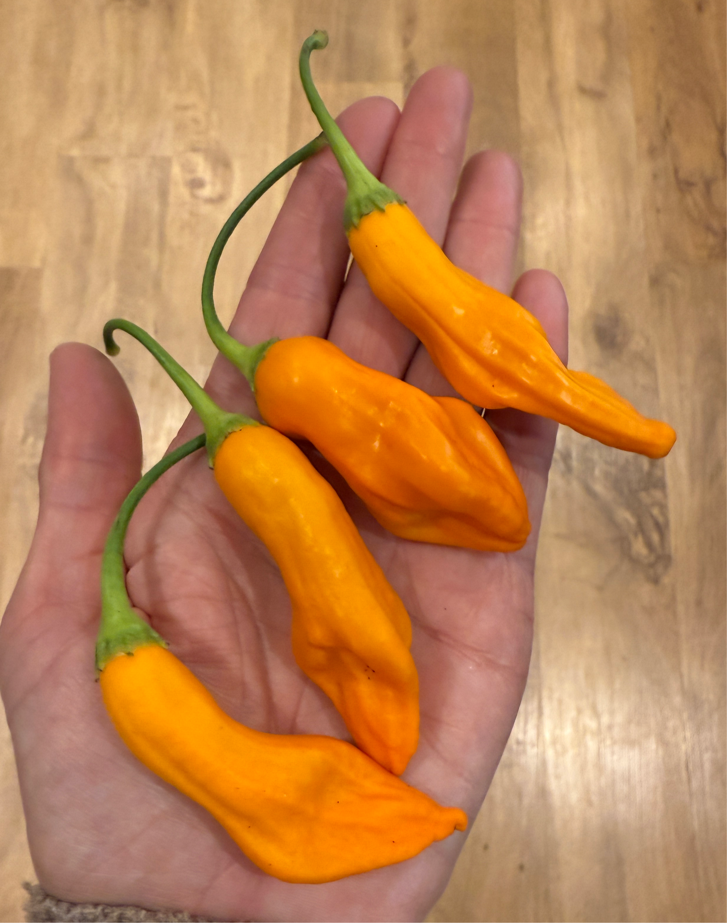 Freshly picked Aji Colorado Orange chillies displaying vivid orange colour held in a hand