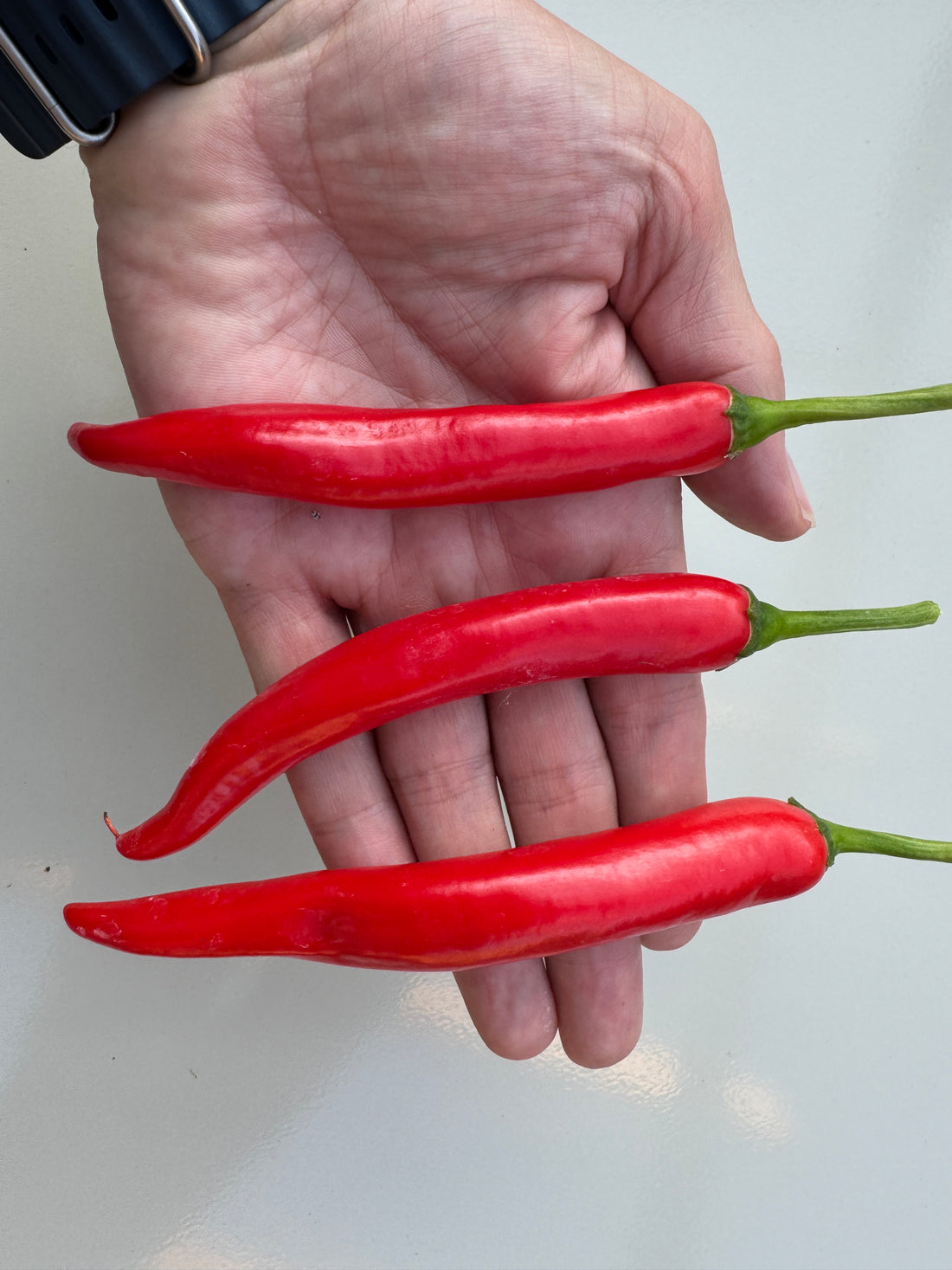 Three vibrant red XL Cheyenne Mutant chili pods resting on an open hand, showcasing the glossy surface and slender shape.