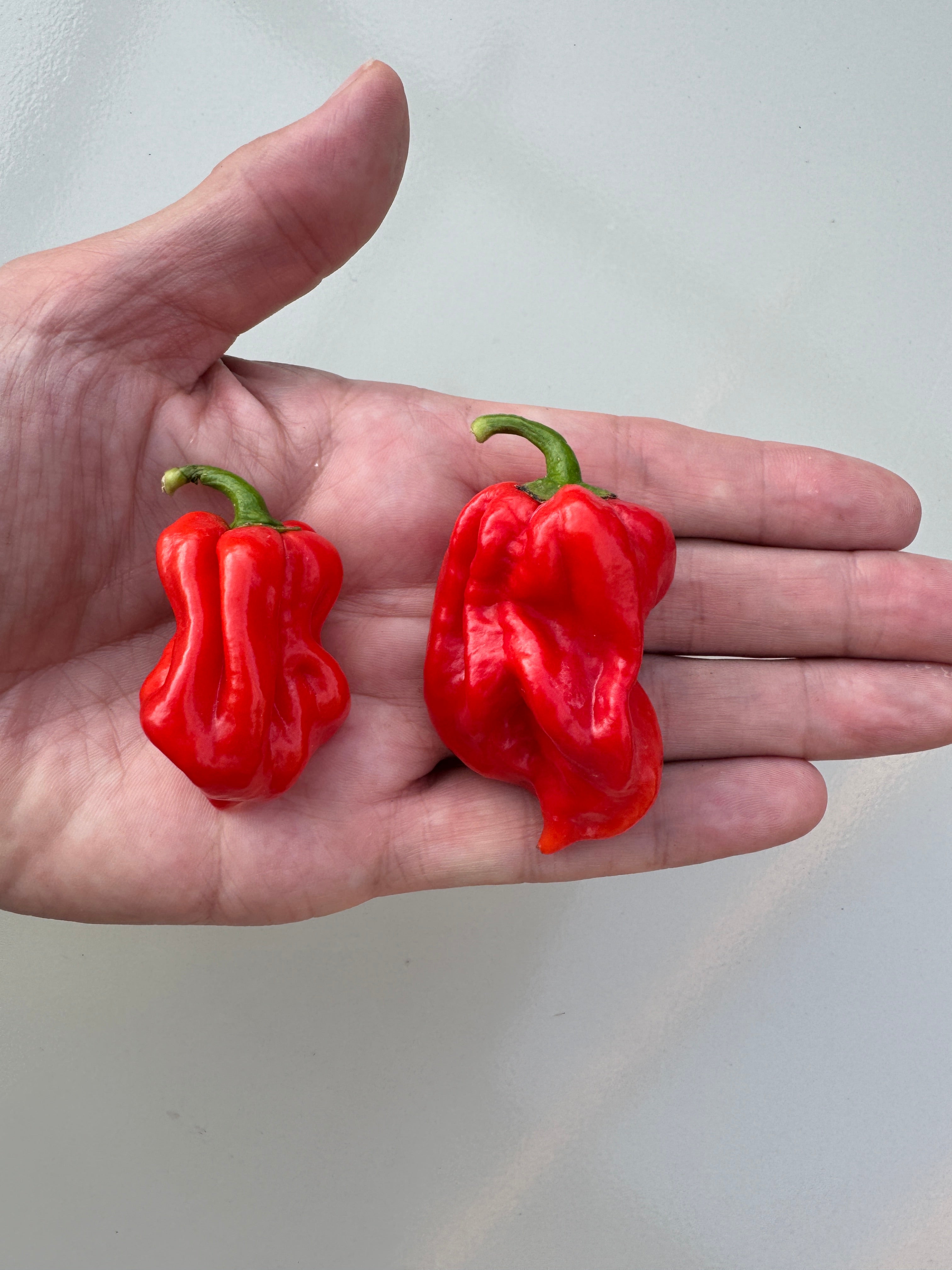 Hand holding two vibrant red Scotch Bonnet MOA chilli peppers from Jamaica, known for their intense heat and fruity flavour.