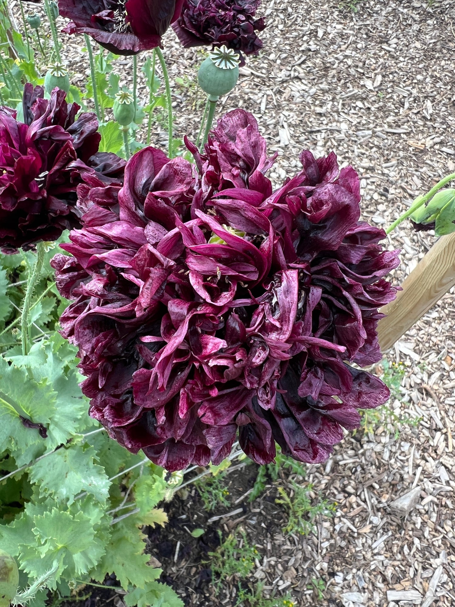 Deep burgundy ruffled Poppy Black Peony flower with silvery foliage in a garden setting.