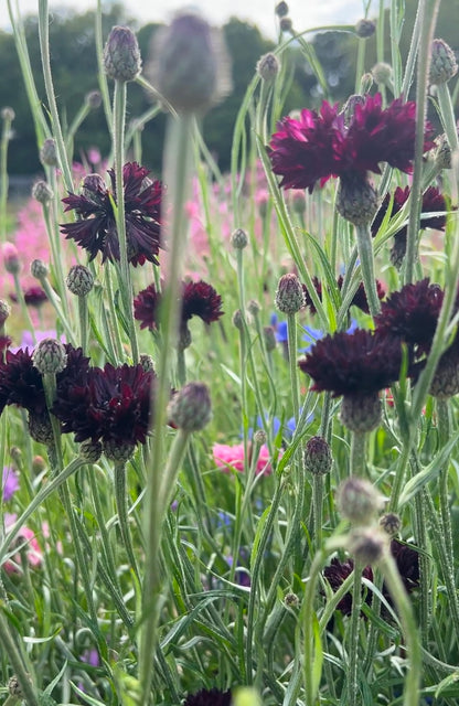 Cornflower Black Ball