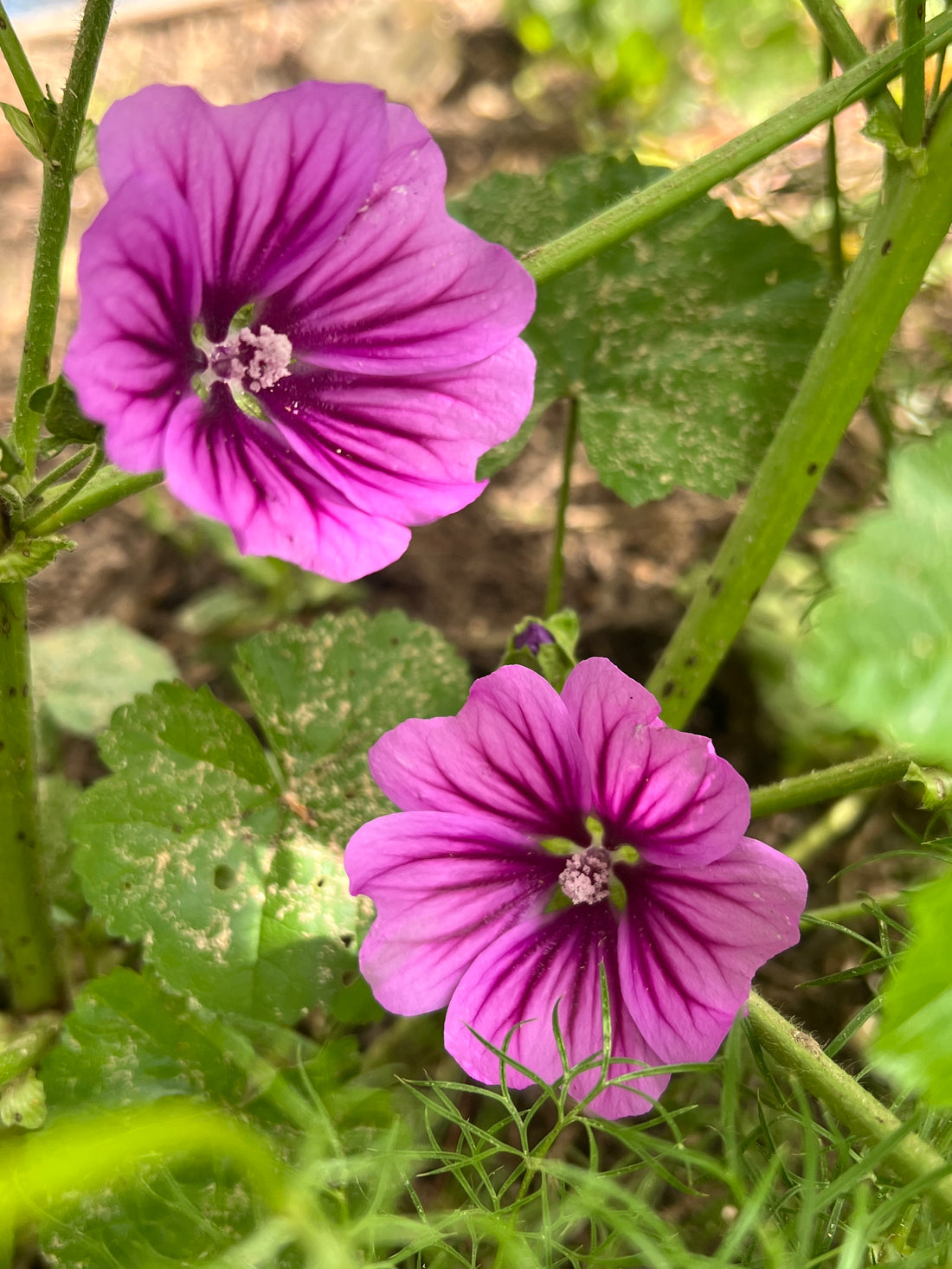 Vibrant Malva Mystic Merlin flowers in shades of purple, blooming among lush green foliage in a garden setting.