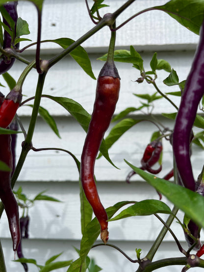 Red Buena Mulata chilli pepper hanging on a plant with green leaves against a light backdrop.