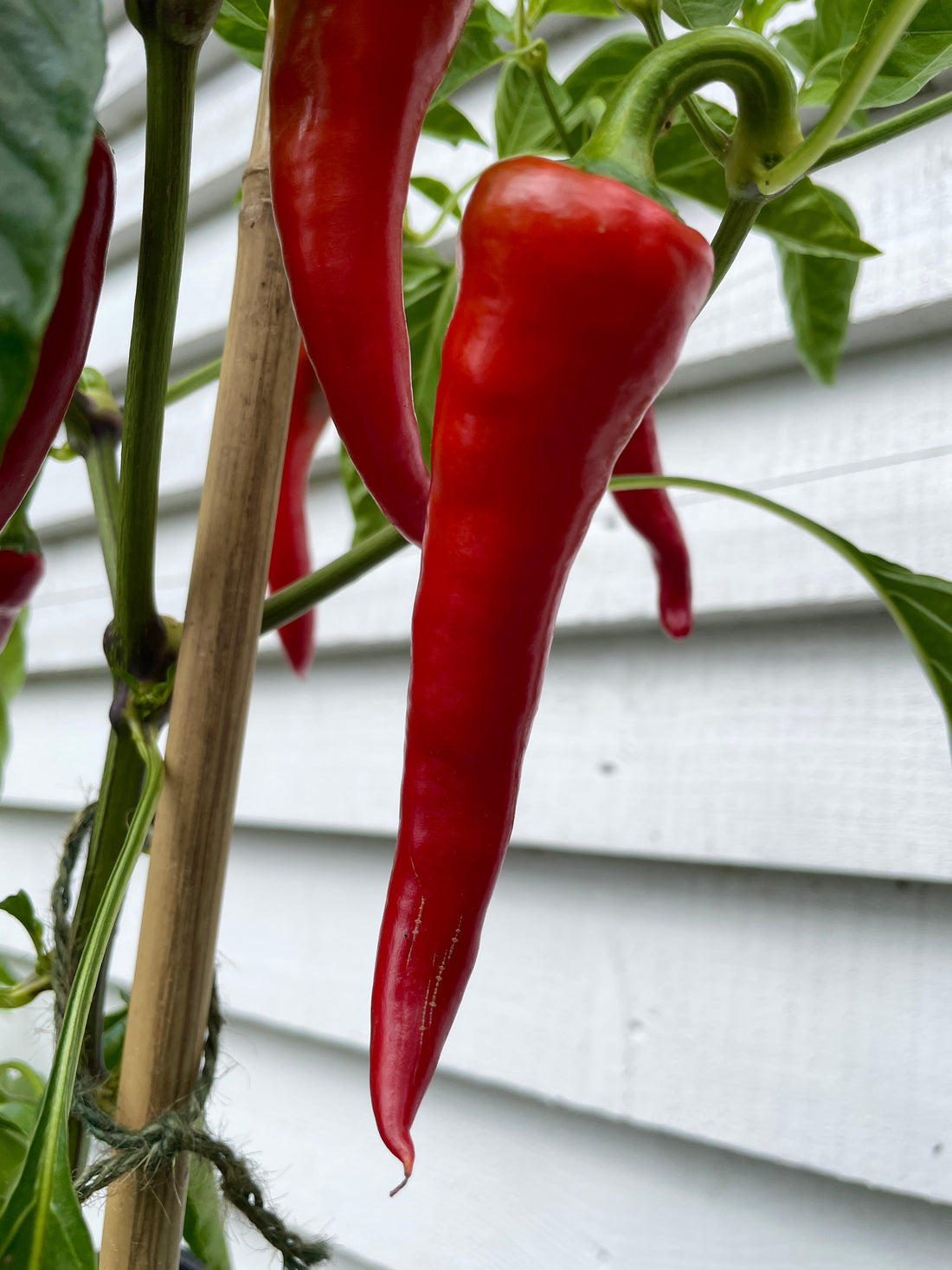 Close-up of ripe Cyklon Chilli peppers growing on a plant, showcasing their vibrant red color and shape.