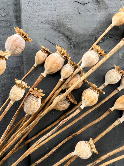 Dried poppy heads arranged on a dark surface, showcasing natural textures and tones.