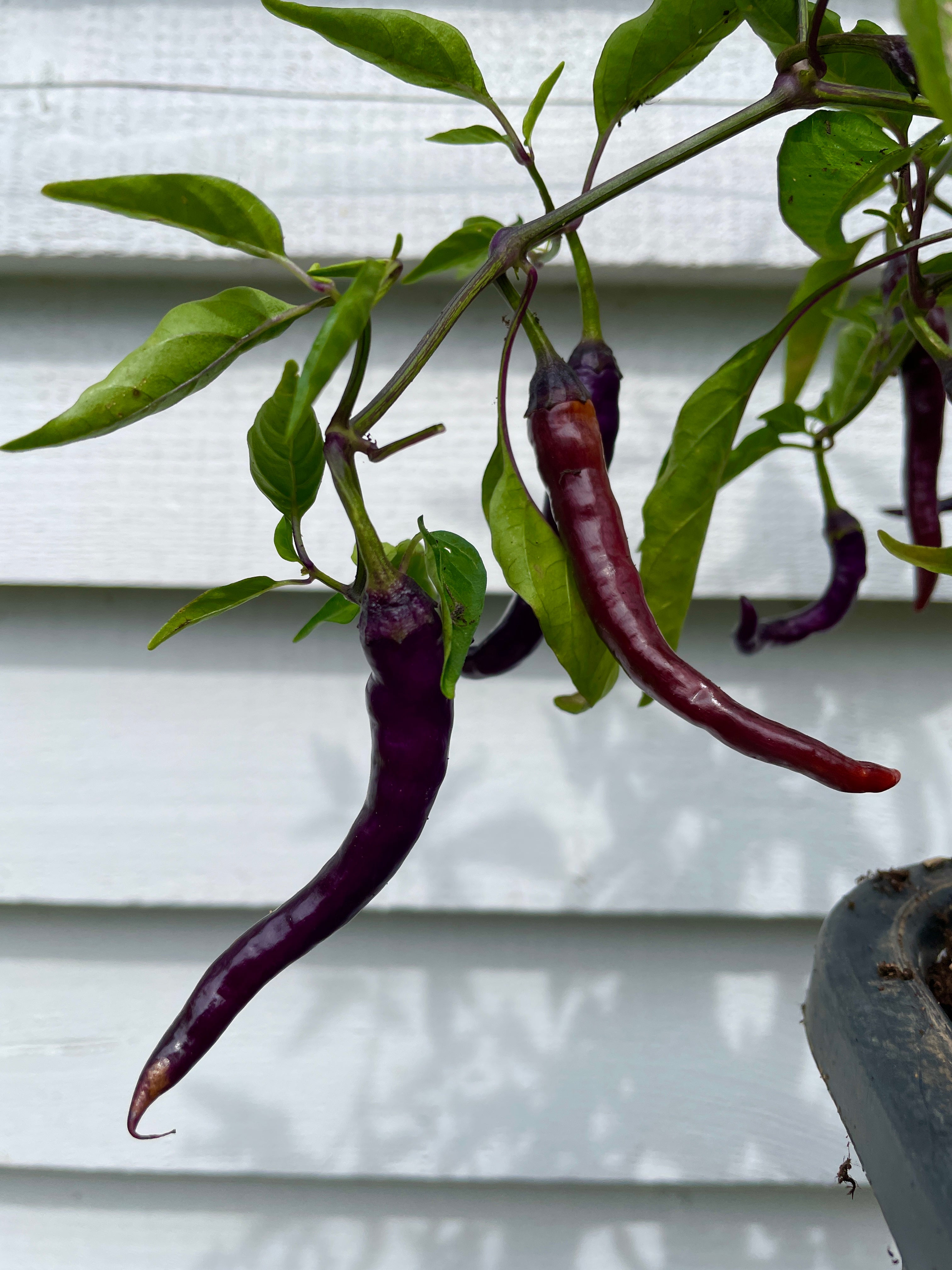 Vibrant Buena Mulata chillies growing on a plant, showcasing long, slender pods and lush green leaves.