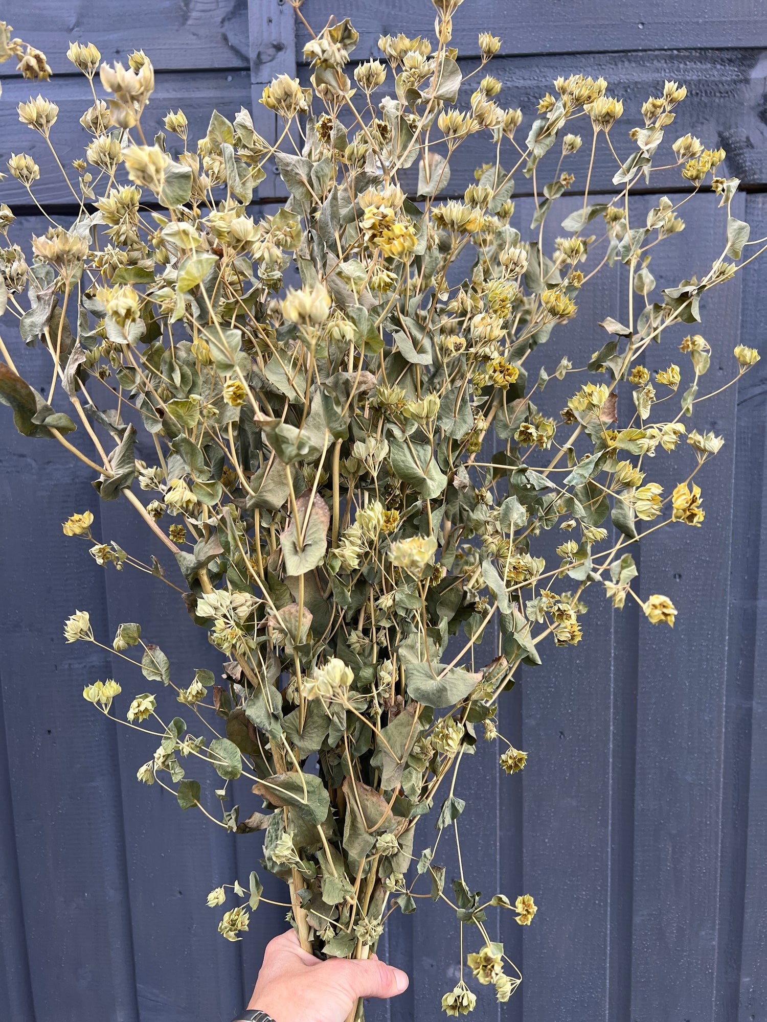 Hand holding a large bunch of Bupleurum Griffiti dried florals with curly seed heads against a blue wooden background.