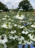 Delicate white blooms of Nigella damascena &