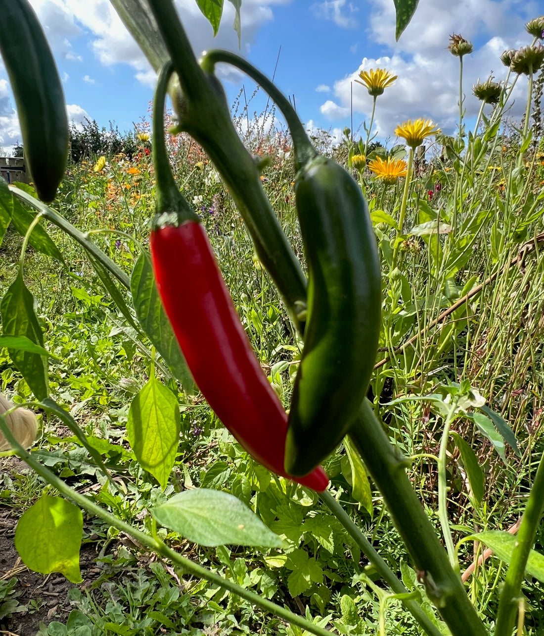 Red and green Serrano chillies growing on a plant in a vibrant garden under a sunny sky.