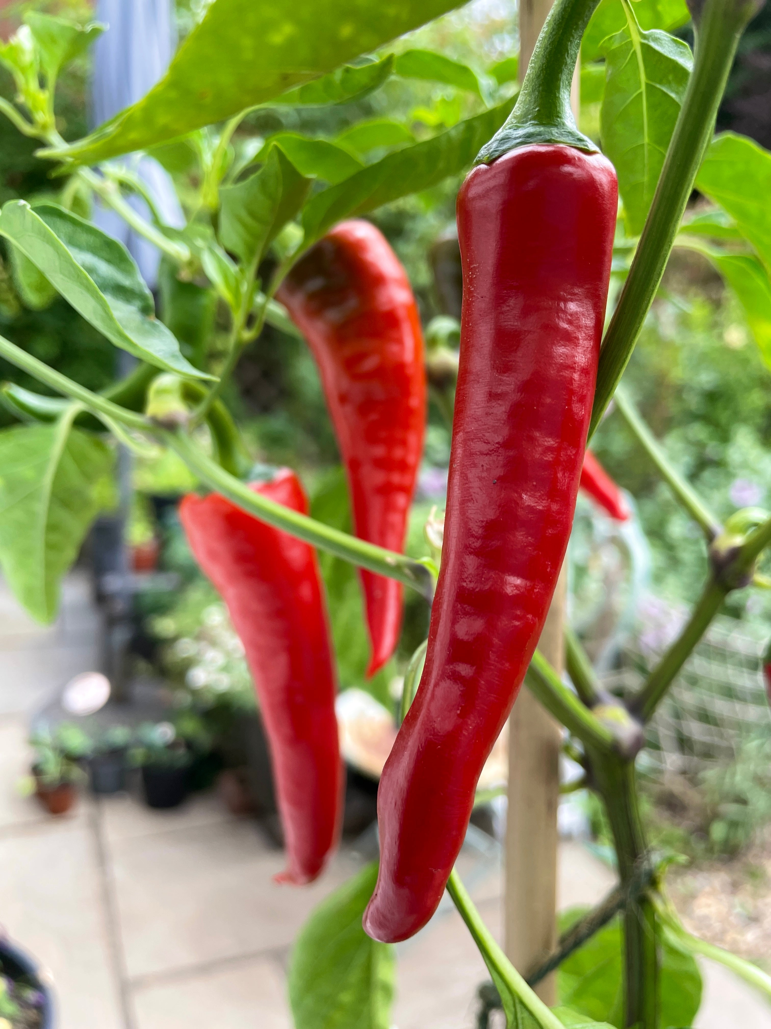 Ripe Cyklon Chilli peppers on a plant, showcasing vibrant red color and healthy growth in a garden setting.