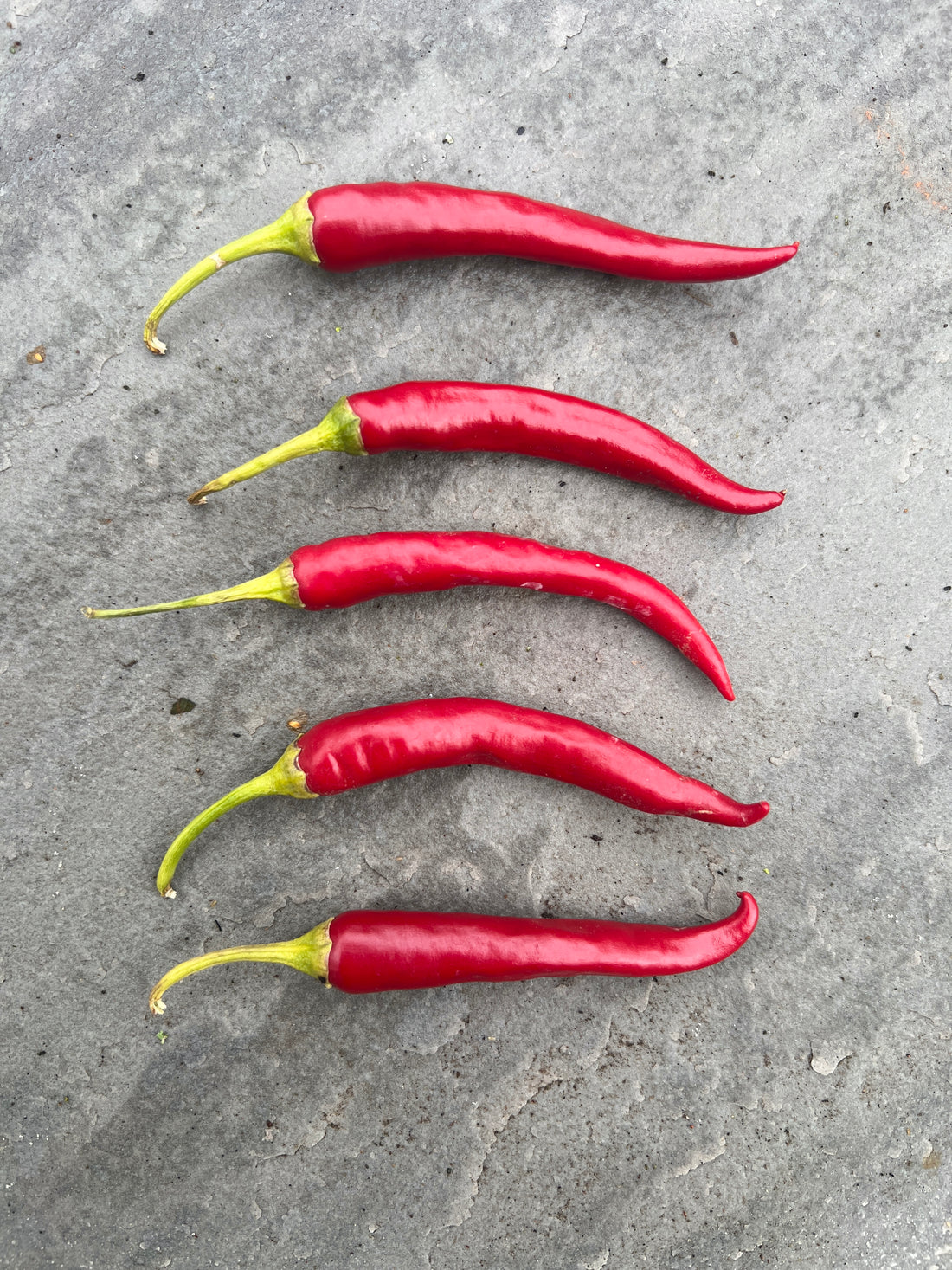 Bangalore Torpedo Chilli