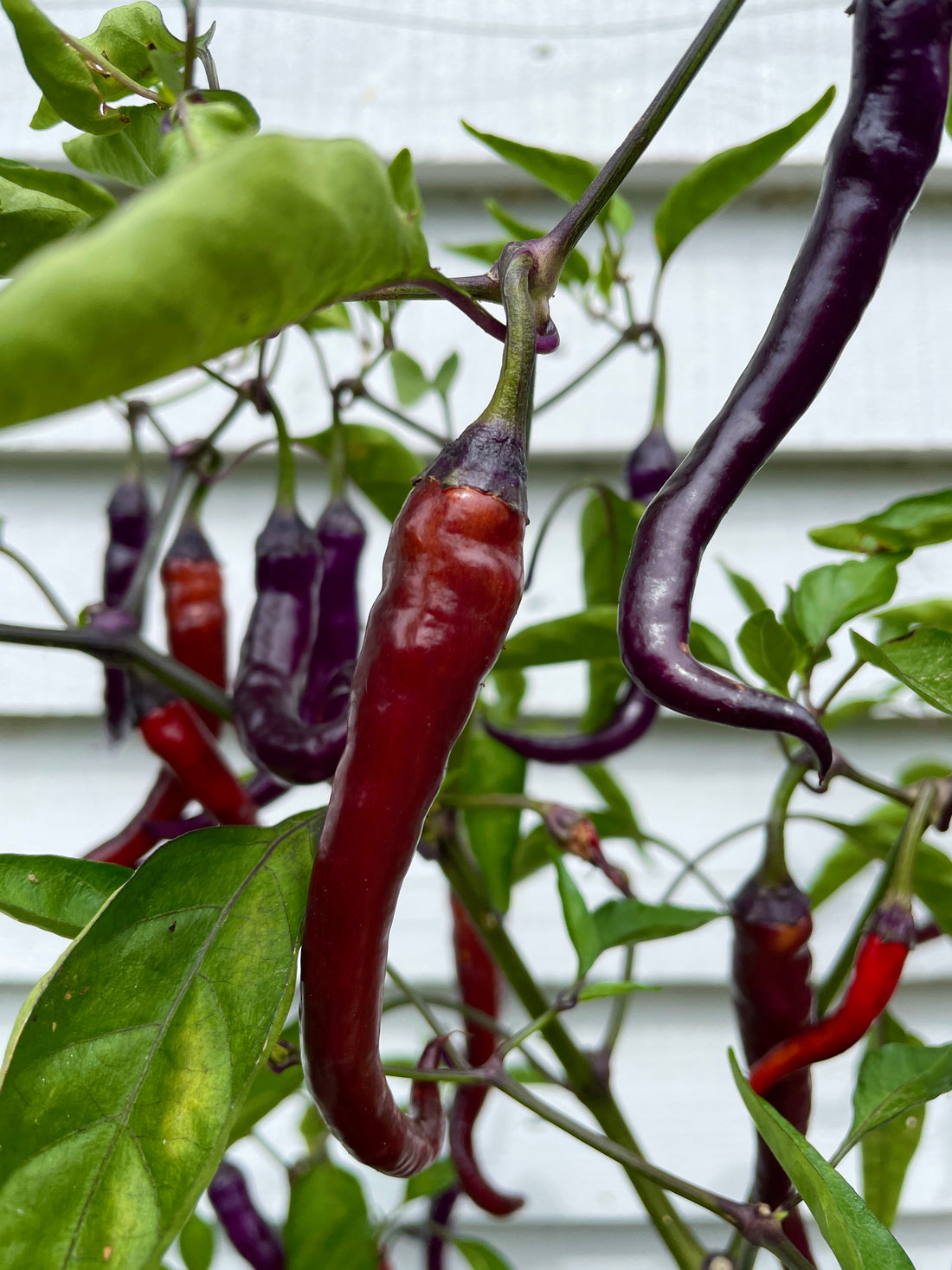 Buena Mulata chili peppers growing on a plant, showcasing vibrant red and purple pods against green leaves.